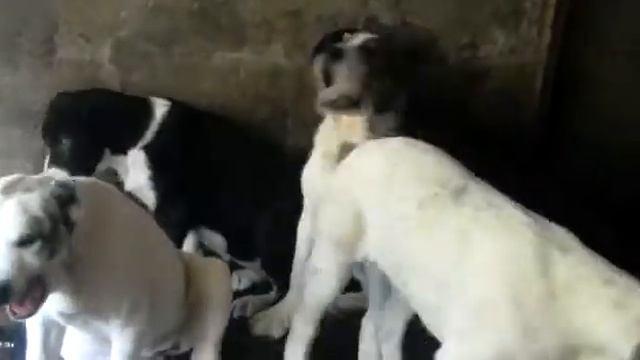 Алабаи 4 месяца смотреть онлайн