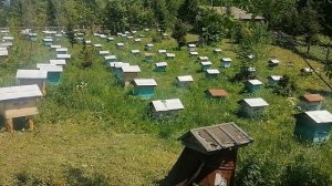 Пасека на Алтае. Роение. Постройки на пасеке.