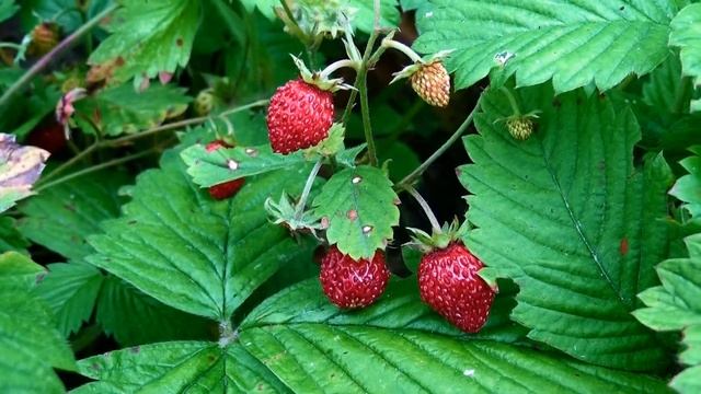 Seasons /Времена года/ смотреть онлайн