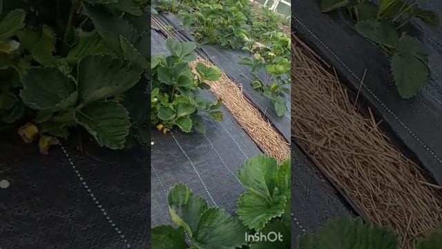 16 июня 2024 г. Клубничка🍓🍓🍓Самый лучший способ посадки . смотреть онлайн