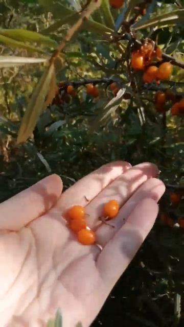 Облепиха на зиму☝️#рекомендации смотреть онлайн