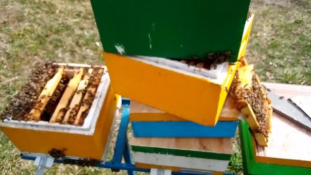14 марта. Сколько расплода в нуклеусах смотреть онлайн