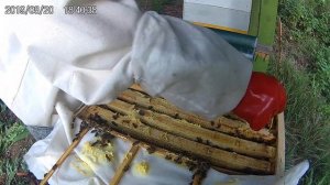 Пчеловодство.Не нужный расплод в магазине.
