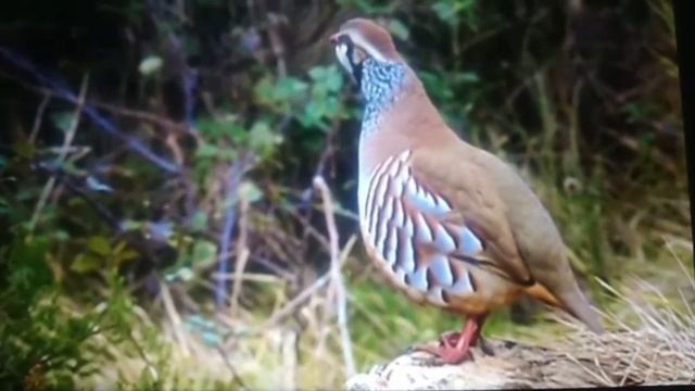красный куропатки Red Partridge