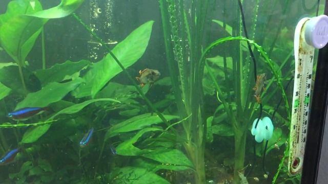Apistogramma cacatuoides - Super Reds смотреть онлайн