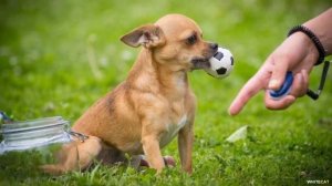 Чихуахуа - Всё о породе. Плюсы и минусы породы.