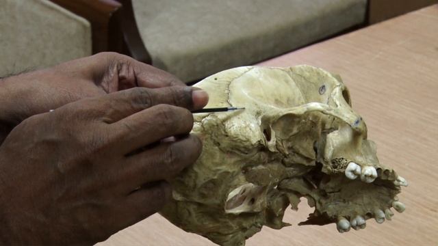 Presigmoid approach смотреть онлайн