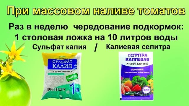 НЕ ПОГУБИТЕ ТОМАТЫ ПОДКОРМКОЙ! Точный график и дозировка подкормок смотреть онлайн