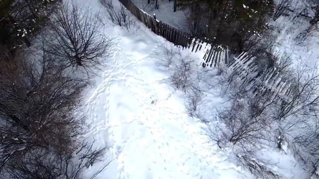 Новогоднее нашествие косуль ☃❄☺ смотреть онлайн