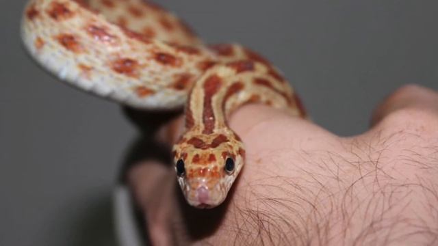 Red Spotted Diadem (my Pet Snake) смотреть онлайн
