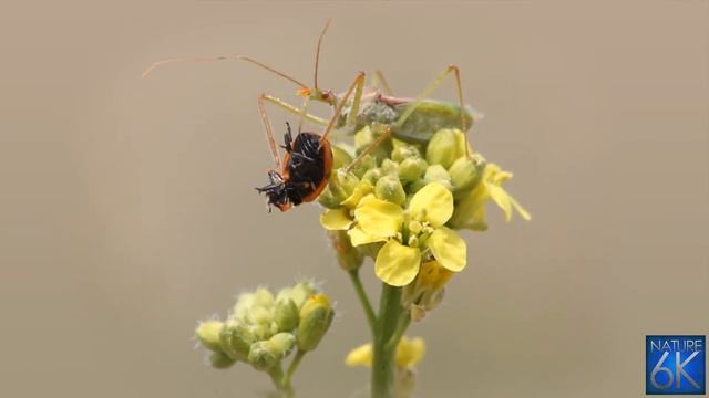 Assassin Bug Eating Lady Bug смотреть онлайн