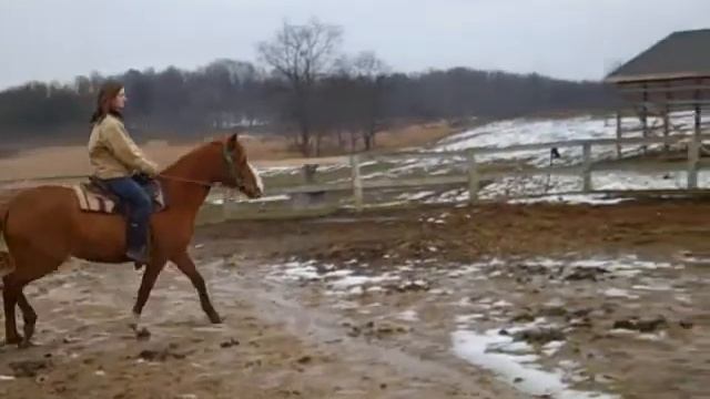 Reg. Paso Fino Mare Call for info about her offspring (269)539-0199 смотреть онлайн