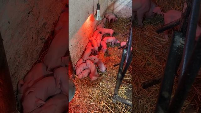 Чудо Опорос 19 штук смотреть онлайн