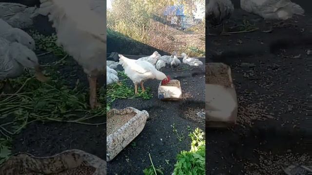 домашняя птица #домашняяптица#куры#утки#бройлеры#деревня#жизнь#мясо#хозяйство#россия#хозяйство смотреть онлайн