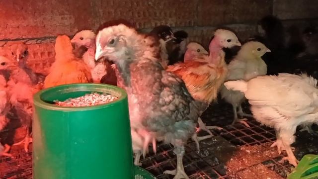 Деревенские сюжеты 3/25 смотреть онлайн