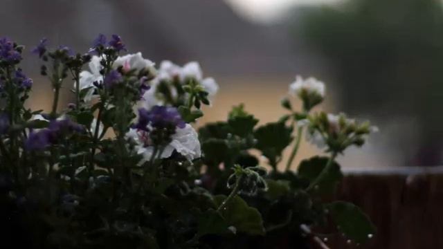 Mahmadali Umar - chak ckaki boron (with lyric) смотреть онлайн