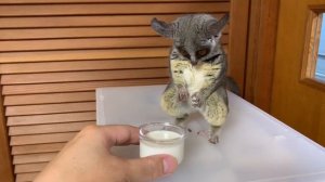 Galago Gulps Down Some Milk || ViralHog