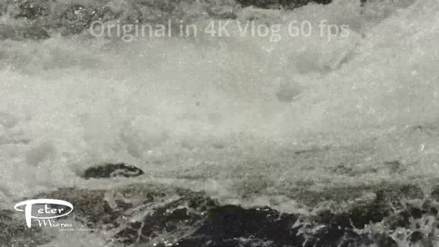 Sockeye salmon Oncorhynchus nerka moving up river 4K stock footage смотреть онлайн