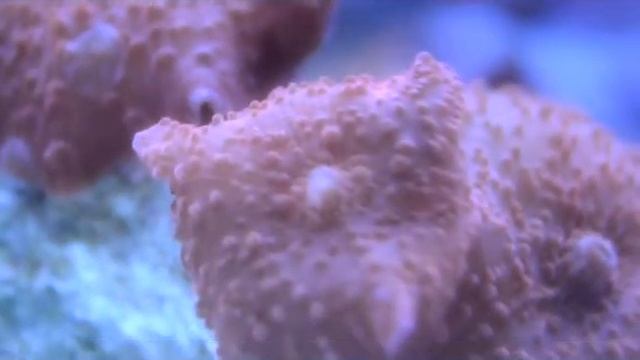 Discosoma czerwona (Discosoma red) - www.Akwarysta.EU смотреть онлайн