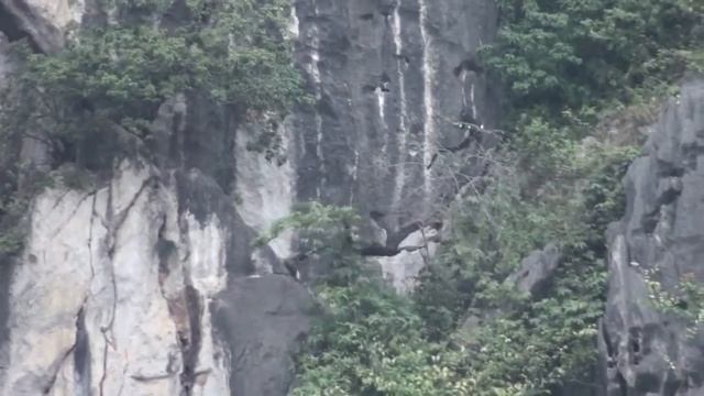 I FOUND ONE OF THE WORLD'S MOST ENDANGERED MONKEYS! (Delacour's langur) смотреть онлайн