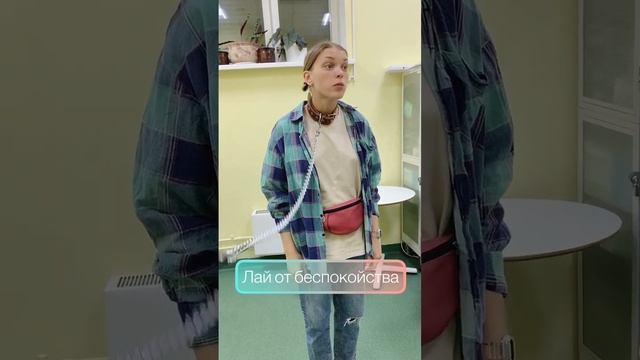 Надели ошейник на кинолога смотреть онлайн