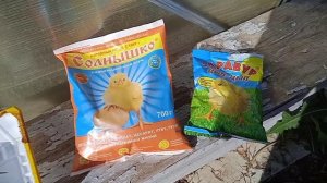 🐤🦆  Купили индоутят,примет ли наша индоутка, какой нашли выход, что придумали  🐤🦆