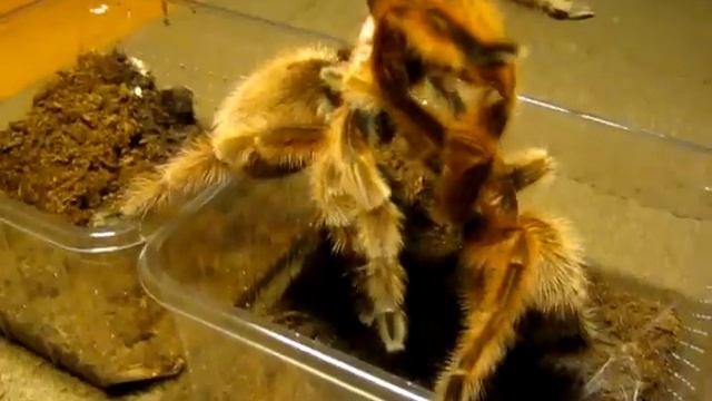 Grammostola rosea RCF mating смотреть онлайн
