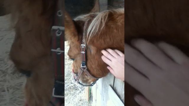 Верность - лошадь с бойни. В деннике. #horse  #horsecare #horselove #equestrian #horsey #love