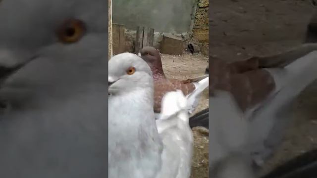 Кинги смотреть онлайн