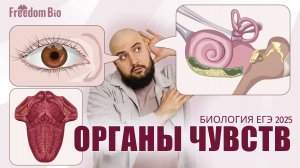 ОРГАНЫ ЧУВСТВ - ЗРИТЕЛЬНЫЙ, СЛУХОВОЙ АНАЛИЗАТОРЫ для ЕГЭ |Анатомия| ЕГЭ БИОЛОГИЯ 2025|Freedom|