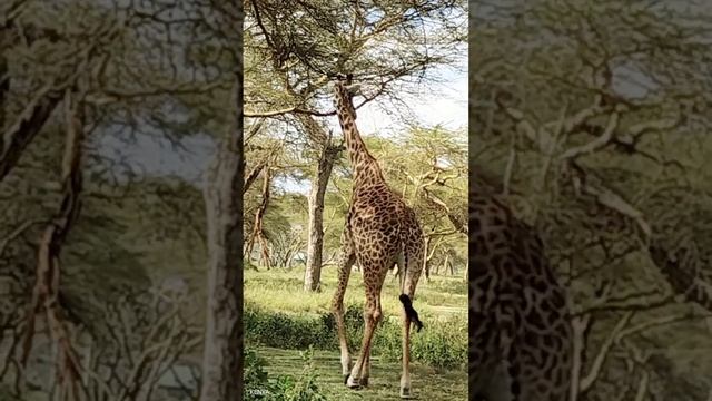Wildlife Direct смотреть онлайн