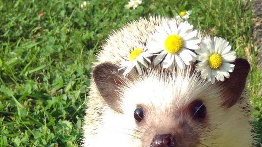 ДЕНЬ ЕЖА 2 ФЕВРАЛЯ смотреть онлайн