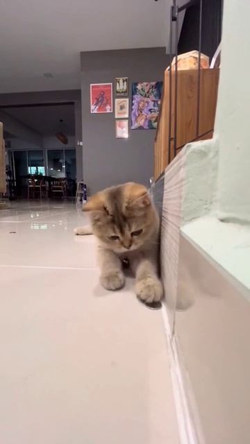 Смешное видео с животными #приколы #животные #видео #собака #кошка смотреть онлайн