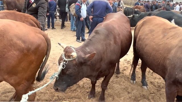 ХОРАЗМ МОЛ БОЗОРИ 1-МАЙ 2022-ЙИЛ НАРХЛАР КАНДАЙ БУ́ЛЯПТИ ? ХОРАЗМ БОЗОР