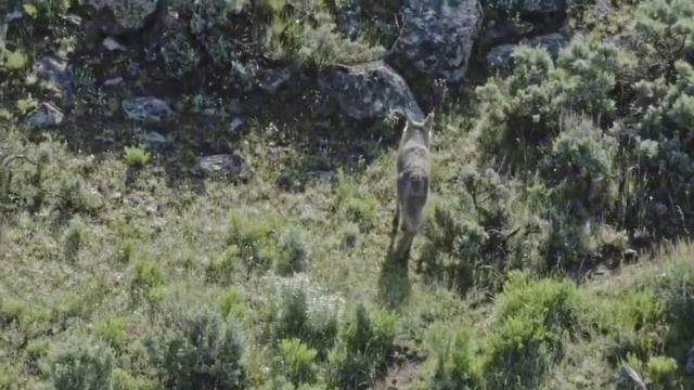 Relax film animals of Western America in 4k-Cayotes,Baribal,Ocelot,Badger,Beaver,etc|Animals sounds смотреть онлайн