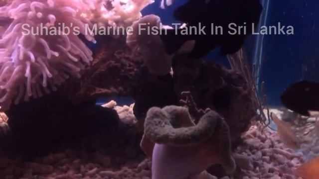Suhaib's Marine Fish Tank In Sri Lanka 02 смотреть онлайн