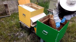 Весенняя пересадка пчел в новый улей.