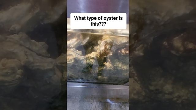 Guess what type of oyster? #fishing #shellfish #fish смотреть онлайн