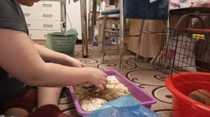 Уборка в клетках у морских свинок .Ужин.