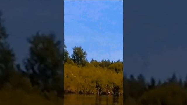 ЯСТРЕБ ПОЙМАЛ РЫБУ 2022.07.09 смотреть онлайн