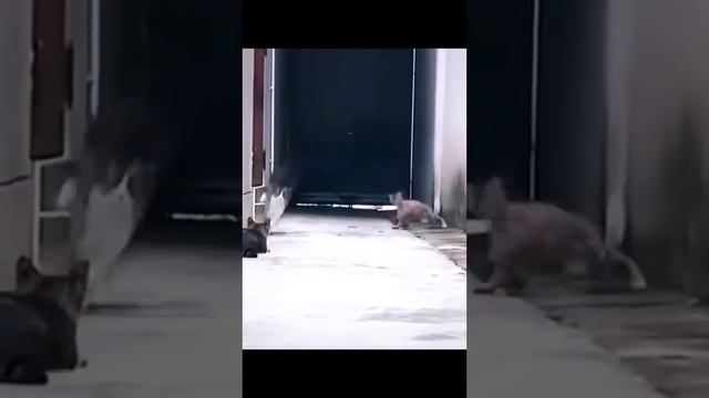 Разные кошки 2 смотреть онлайн