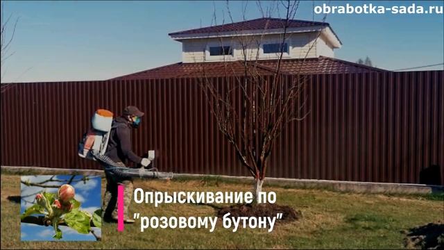 Опрыскивание сада от вредителей и болезней. Видео. Услуги. Заказать выезд Агрономов.