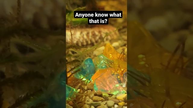 Planaria worm #aquarium #shorts смотреть онлайн