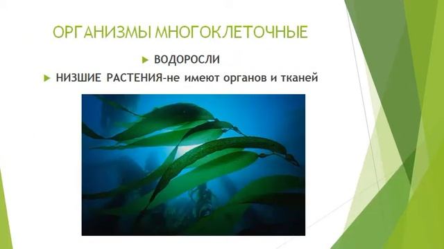 Биология  - наука о живом