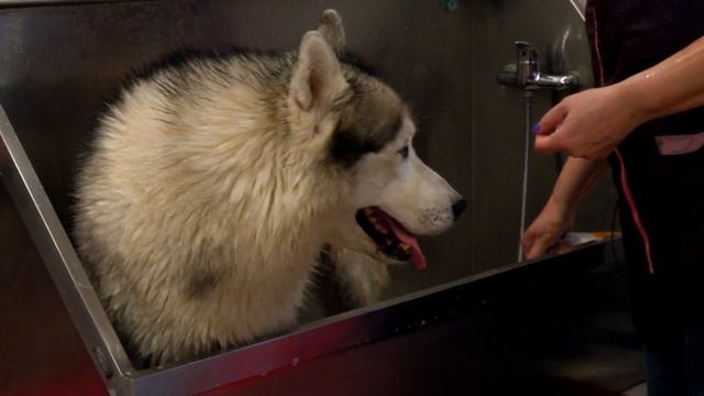 Хаски- уход, содержание, груминг. Руководство пользователя.