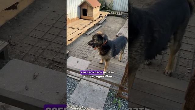 ДИСК ДЛЯ СОБАК. Распаковка с Вайлдберриз. #домашниеживотные #домашниепитомцы смотреть онлайн