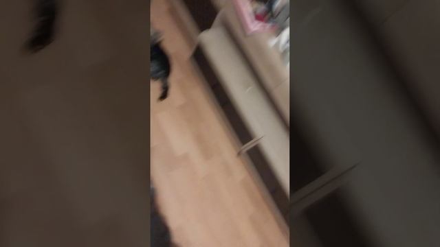 зло собаки 2 серия смотреть онлайн