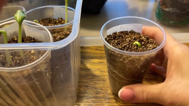 Ускоренный способ выращивания РАССАДЫ ОГУРЦОВ, КАБАЧКОВ и Тыквы! смотреть онлайн