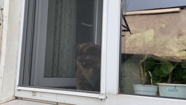 Знакомство с кошкой/ Acquaintance with a cat смотреть онлайн