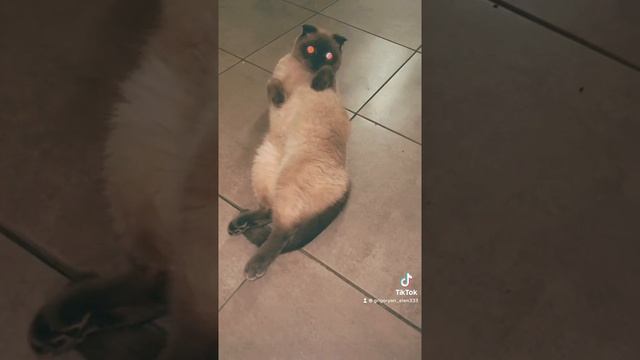Светящиеся глаза...котик из тик тока смотреть онлайн